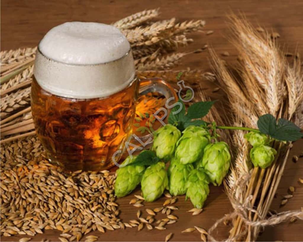 Buy 100% Pure Hops Absolute Oil